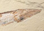 Viper Fish (Prionolepis) Fossil - Lebanon #16449-1